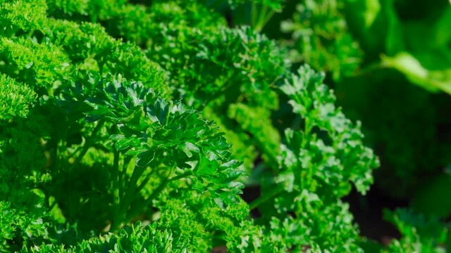 close up view of green parsley 