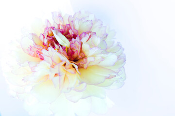 white and pink peony flower on white background 