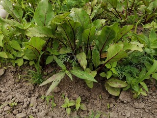 sorrel garden fresh greens growing
