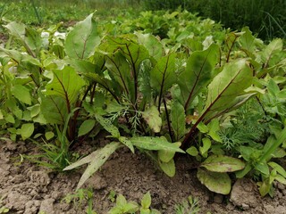 sorrel garden fresh greens growing