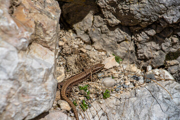 Common wall lizard on sand	
