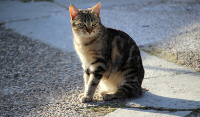 Retrato de un gato callejero atigrado con los ojos verdes 