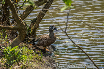 Blue-winged teal duck