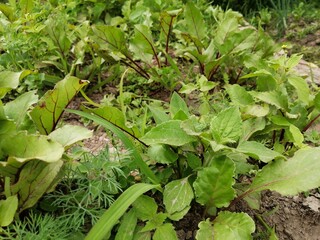 sorrel garden fresh greens growing