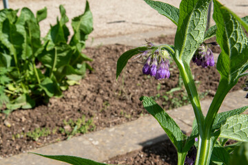 Beinwell, Symphytum officinale, wird unter anderem bei Sportverletzungen wie Prellungen oder Zerrungen angewendet. Beinwell gehört zu den Raublattgewächsen, Boraginaceae.