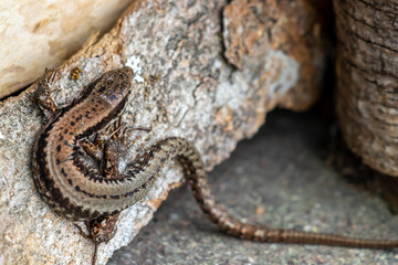 One common wall lizard close up	