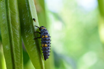 green caterpillar on a leaf