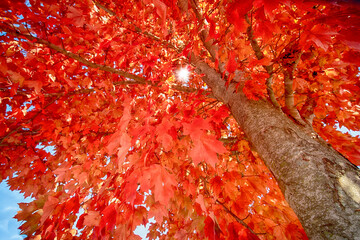 Bright orange and red mqple leaves in the Fall with sun shining through