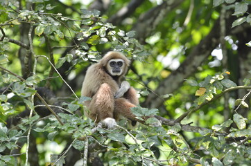 White handed gibbon (hylobates lar) standing in the tree.