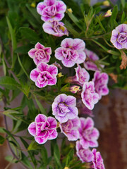 Gartenblume, Petunie "Sweet sunshine" mit pinker Blüte, Hängepetunie
