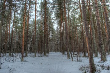 trees in the snow