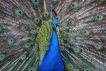 Obraz premium Male of peacock or Pavo cristatus with tail unfolded 