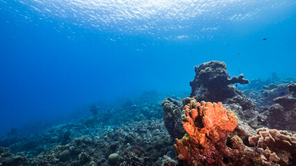 Fototapeta na wymiar Seascape in turquoise water of coral reef in Caribbean Sea / Curacao with fish, coral and Tube Sponge