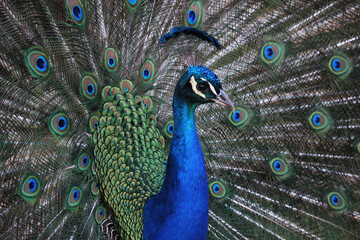 Fototapeta premium Pavo real macho con la cola abierta y mostrando sus plumas