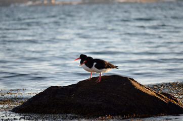 oystercatcher birds standing on sea shore rock in sunlight