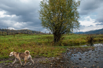 dog in a village runs along a stream in a rural landscape. summer day in the mountains, green forest and grass