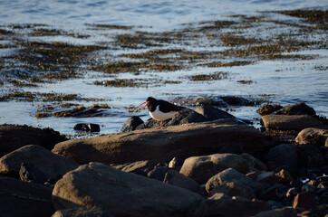 oystercatcher bird on boulder near blue fjord sea shore