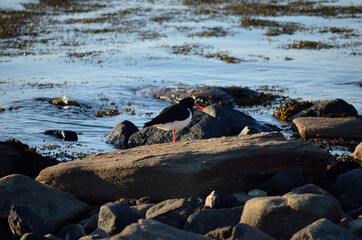 oystercatcher bird on boulder near blue fjord sea shore