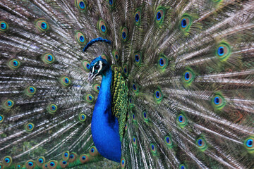 Naklejka premium Retrato de un pavo real con la cola abierta y mostrando sus plumas