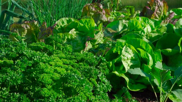 close up view of fresh vegetables and herbs in a garden