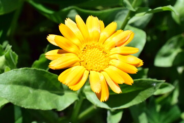 yellow flower on green background