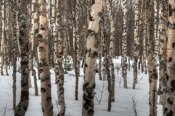 vibrant spring time snowy birch forest