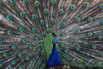 Naklejka premium Retrato de un pavo real con la cola abierta y mostrando sus plumas