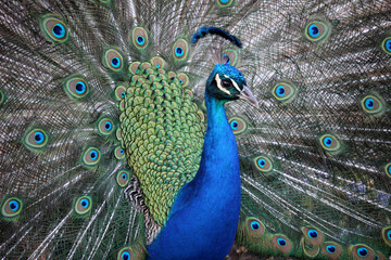 Fototapeta premium Retrato de un pavo real con la cola abierta y mostrando sus plumas