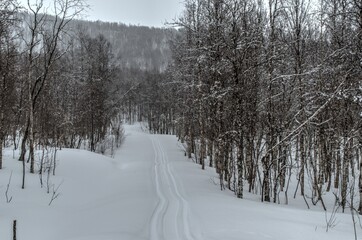 beautiful mountain birch forest in easter with snowmobile tracks