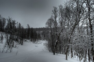 Fototapeta premium beautiful mountain birch forest in easter with snowmobile tracks