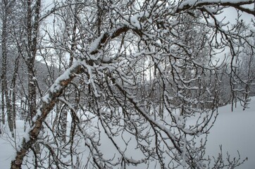 Deep vivid mountain birch forest in easter time