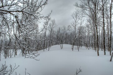Deep vivid mountain birch forest in easter time