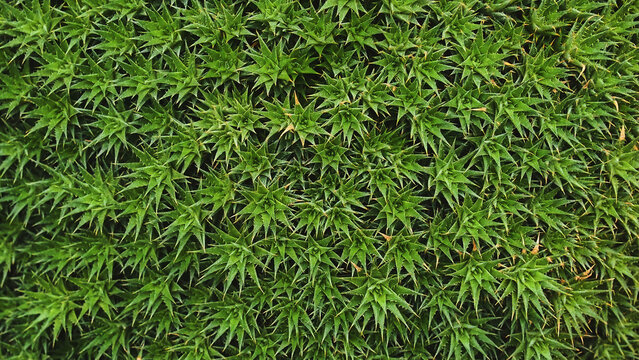 Succulent plants Abromeitiella brevifolia or Deuterocohnia brevifolia (Ground Bromelia) close-up background.Group of succulent plants. Many green plants abstract background texture. Green carpet      