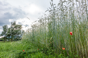 barley, green grass and poppies