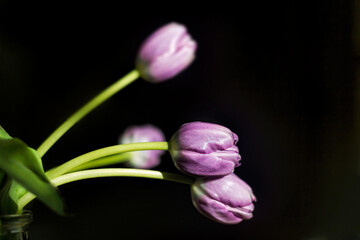 Colorful Tulips on Black Background