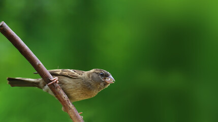 Sparrow, on a blurry green background, stands on a branch with a full beak of food and is preparing for flight.
