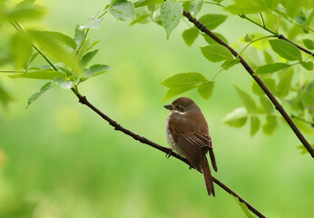 The red-backed shrike hid from spring the rain under the leaves, on a blurred green background