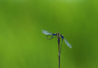 Two small dragonflies. The spring meeting on last year's plant stem on a blurry green background...