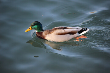 Ánade real o azulón macho (Anas platyrhynchos) en un río	