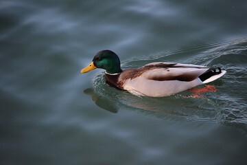 Fototapeta premium Ánade real o azulón macho (Anas platyrhynchos) en un río 