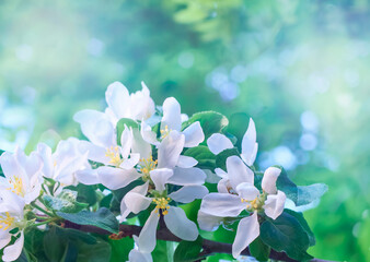 Beautiful apple blossom in spring. Blooming branch, close-up.  Many beautiful white flowers of apple tree on a sunny day on a light green blurred bokeh background with sun light, selected focus     