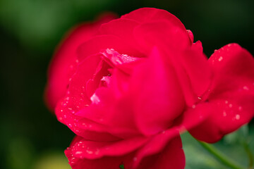 Red Rose close up with very shallow depth of field