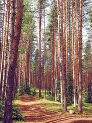 Path in a sunny pine forest in the morning. Summer forest. Republic of Karelia, Russia