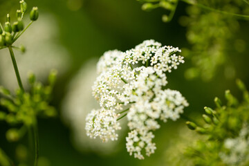 White flower close up macro picture