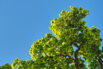 Green oak leaves against a blue sky. Up view on branches of treetop with beautiful lush foliage tree crown on a clear azure sky in on a sunny summer day. Oak Tree concept background