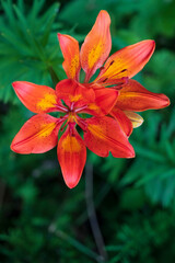 red yellow flower and green leaves