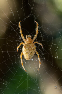 A scarce garden spider sits on a web, a big plan on a green background