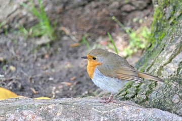 Birdwatching - closeup side view of an adorable European robin, erithacus rubecula or robin redbreast on a tree root or trunk in a park