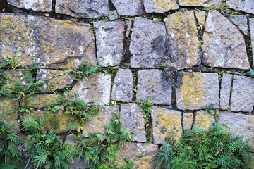 An old dirty wall of large gray stones with yellow moss and green plants growing between them. Surface made of big stones with green plants.
