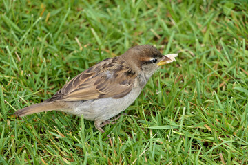 Closeup cute looking house sparrow or passer domesticus on the ground in green grass eating a piece of bread